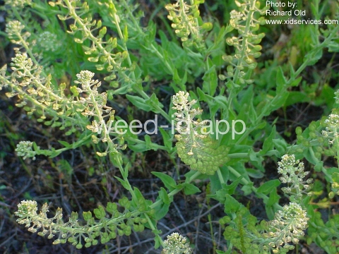 pepperweed, field